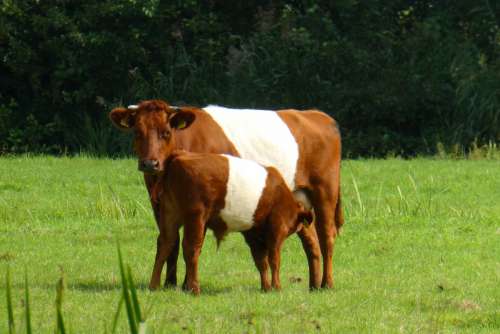 cow calf drinking pasture livestock
