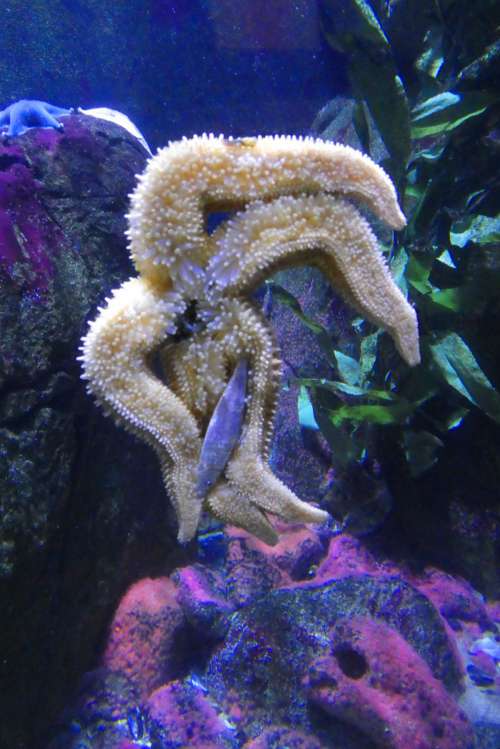 starfish food aquarium zoo blijdorp