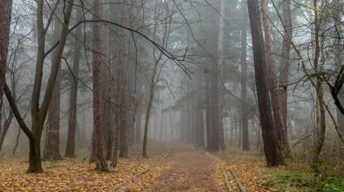 outumn leaves road forest fog