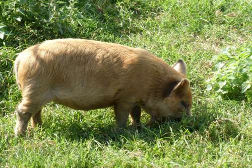 kune kune pig new breed pig piglet hairy