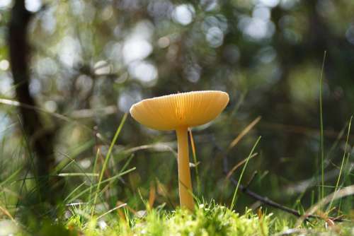 mushroom natural landscape natural environment yellow fungus