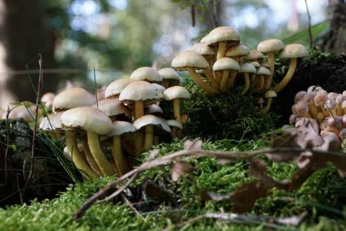mushrooms fungus agaricaceae champignon mushroom edible mushroom