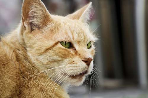 cat mammal vertebrate whiskers small to medium sized cats