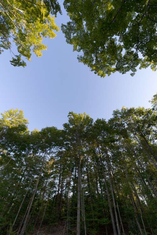 forest sky view tall trees