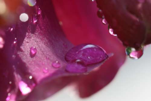 flower rain drops wet macro