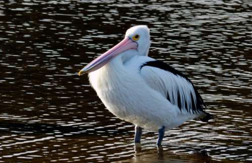 pelican water nature bird animal
