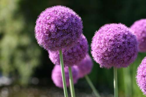 purple flowers nature round blossom