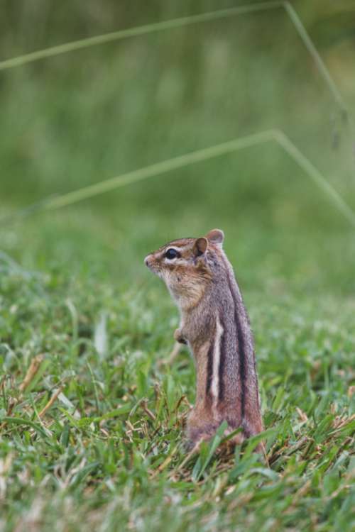 chipmunk animal nature widlife rodent