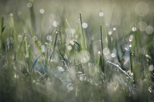 dew grass bokeh background wet