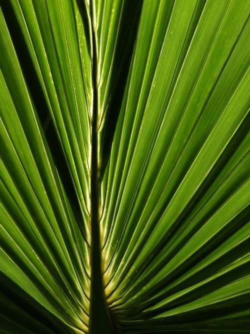 green leaf abstract background natural