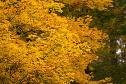 autumn tree background fall leaves