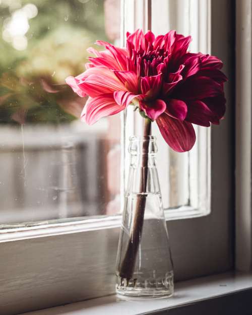 flower vase window plant glass
