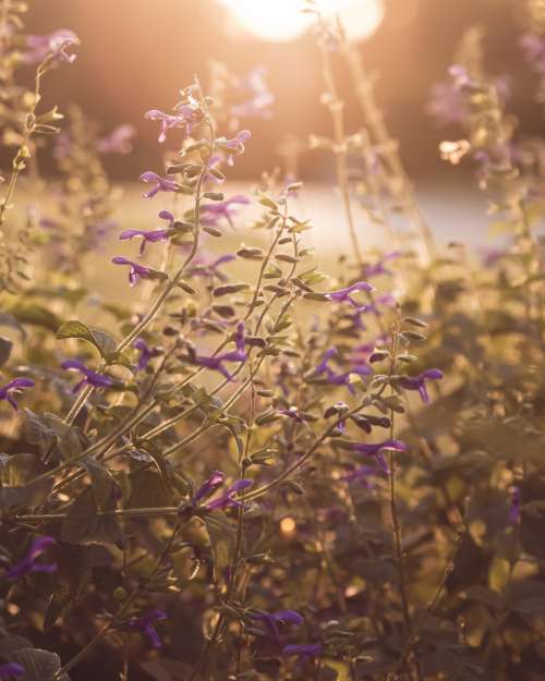 purple flowers sunlight nature garden