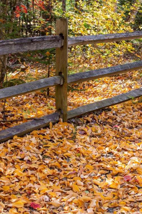 autumn leaves nature fence forest