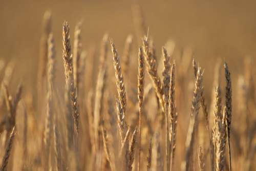 wheat background autumn nature field