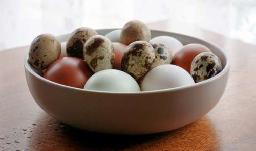 eggs chicken quail bird food