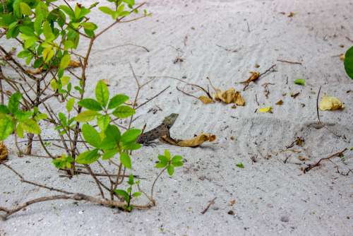 Lizard on a Beach Next to Some Branches