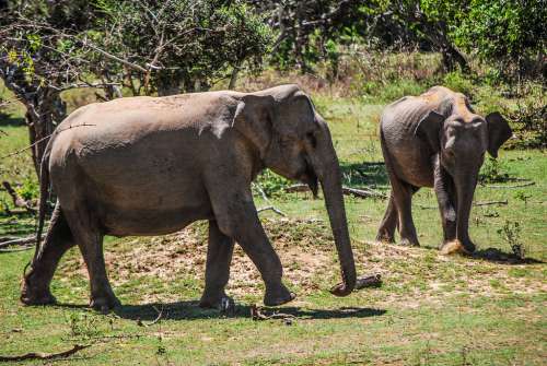 Wild Free Elephants in Thailand