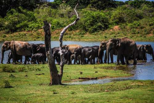 Herd of Wild Free Elephants in Thailand