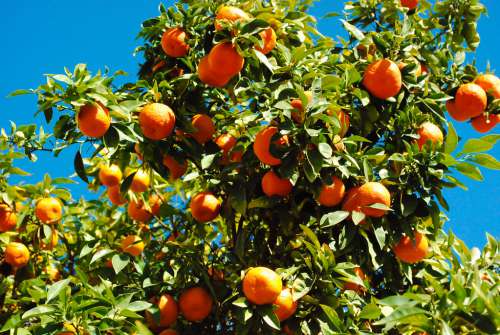 Mandarin Tree with Lots of Fruits with a Blue Sky Behind It