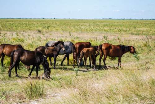 Herd of Wild Horses Grazing