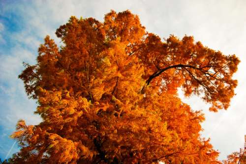Orange Tree Crown in Autumn
