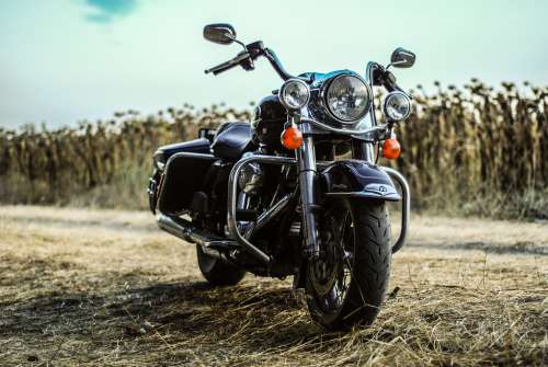 Harley Davidson Motorcycle with a Field of Wheat Behind It