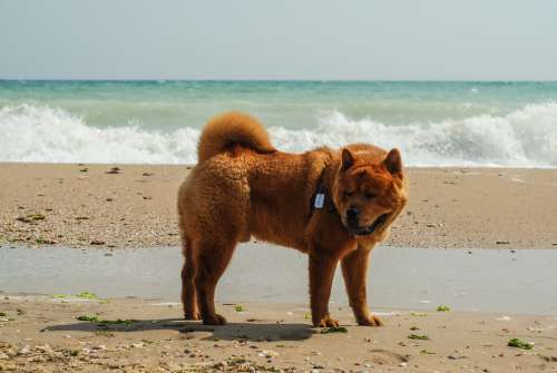 Akita Dog on the Beach