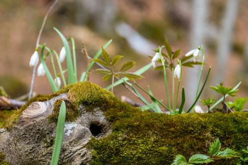 Snowdrops Growing on a Tree Trunk Covered in Moss