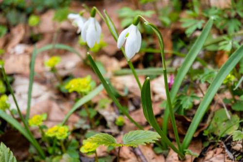 Snowdrops Announcing the Spring in a Forest
