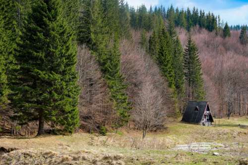 Abandoned Cabin in the Woods