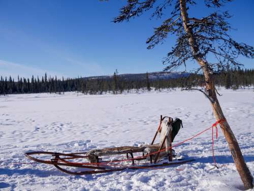 Empty Sled Tied to a Tree
