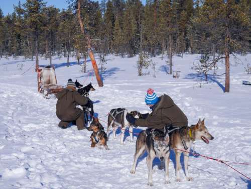 Two People Petting a Team of Siberian Sled Dogs