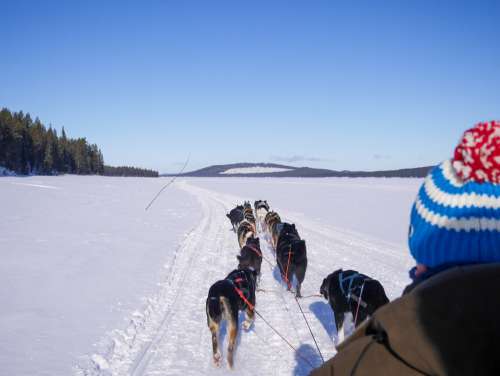 A Team of Siberian Sled Dogs Pulling a Sled Through the Winter Forest
