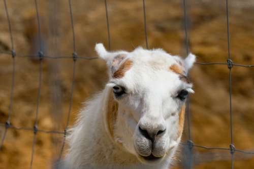 White Llama Kept in Captivity in a Zoo