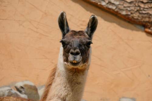 Portrait Picture of a Llama