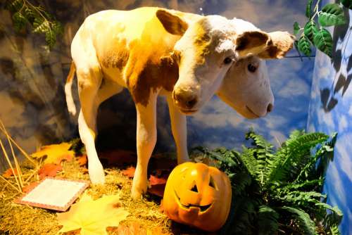 Two Headed Calf Halloween Decoration