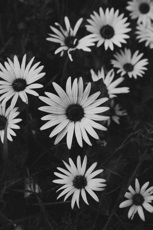 Black And White Daisies Photo