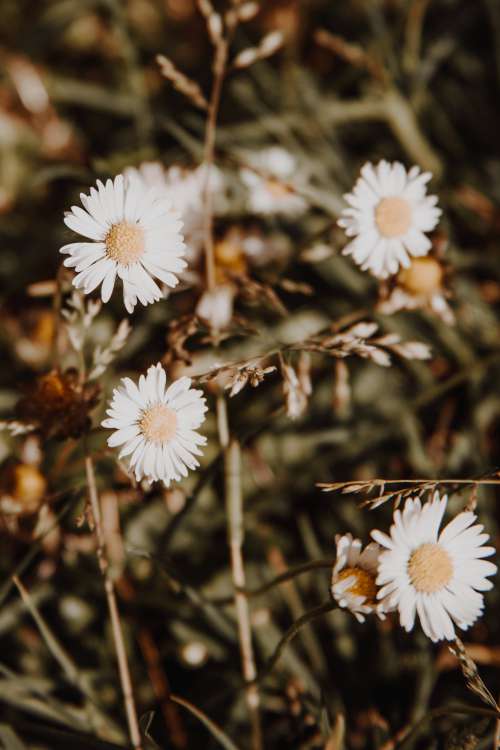 Daisies Face The Sun Photo