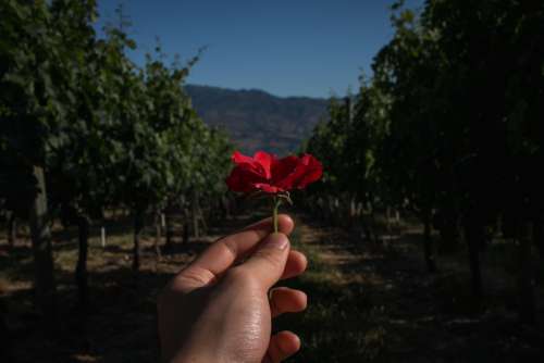 Hand Holding Red Flower In Front Of Orchard Photo