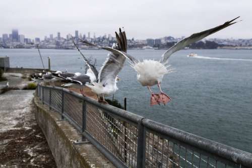 Seagulls On Railing Making Their Escape Photo