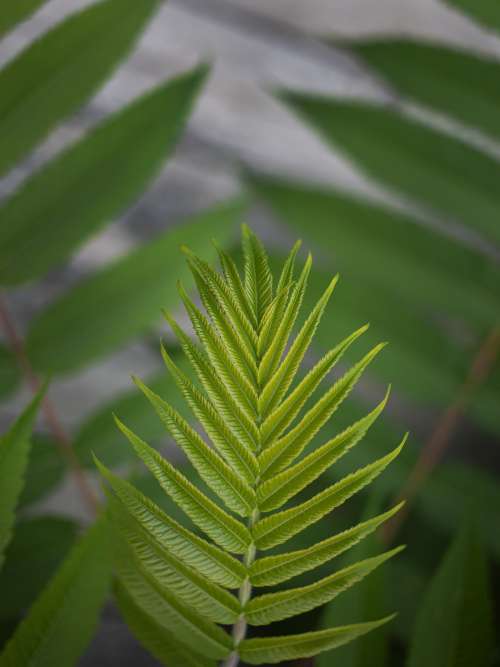 The Pleasing Symmetry Of A Fern Leaf Photo