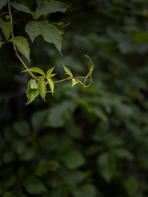 A Curling Twiglet Of Green Leaves Photo