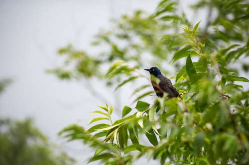 A Blue-Headed Bird Perches On A Twig Photo
