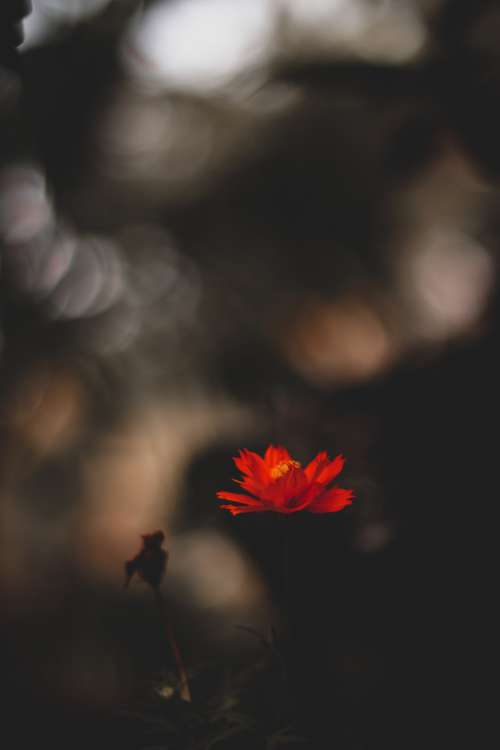 A Red Flower Against A Blurry Bokeh Background Photo