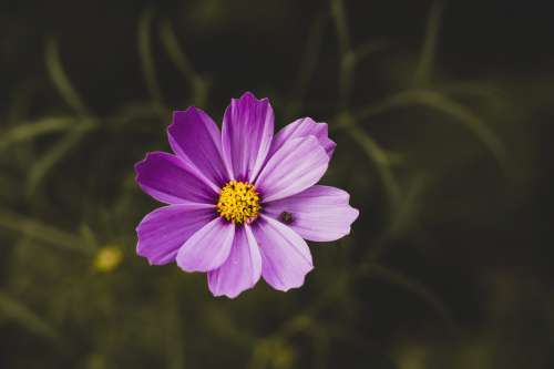 A Little Bee In A Purple Flower Photo