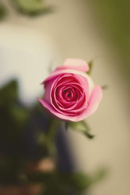 Looking Into the Heart Of A Perfect Pink Rose Photo