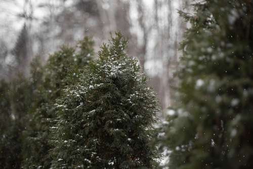 The Peaks Of Pine Trees Being Coated With White Snowflakes Photo