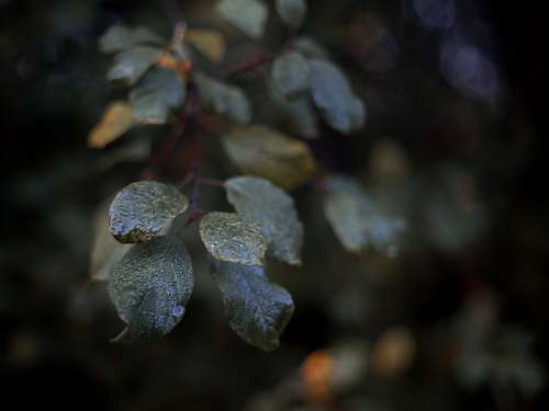 Water Droplets On Dark Green Leaves Photo