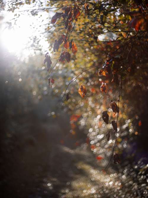 Morning Light Through Autumn Leaves Along A Path Photo